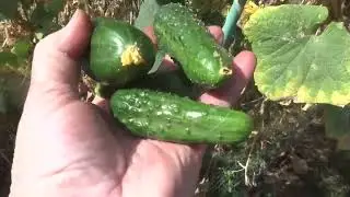 5.10.23г. огурцы в мешках еще растут