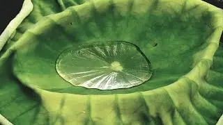 Gotas de Amor: (Spanish) Drops of Love