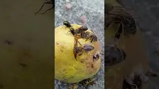 Flies, bees and a wasp on a pear / Мухи, пчелы и оса на груше #shorts