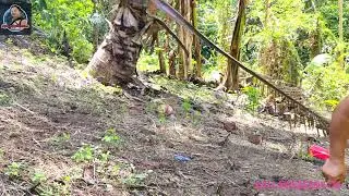 Mogas MAIS,Dala LIGO LIGO🤣