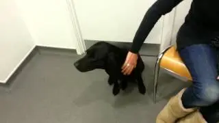 Is your dog vaccinated against Kennel Cough?