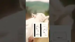Cavallo parfume
