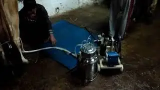 Milking machine two cow at a time दूध निकालने की मशीन
