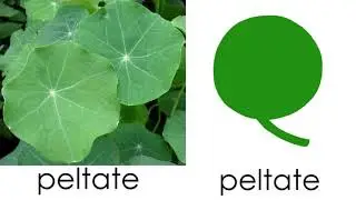 Parts of, Types of, and Shapes of Leaves