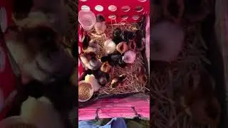 22 female chicks.