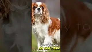 7 Calm Dog Breeds for a Peaceful Home