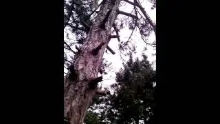 Белка