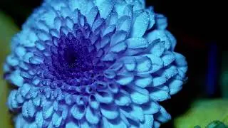 *FREE* FRVRFRIDAY x SahBabii Type Beat  "Floral"  (prod. Mubi.exe) | RnB Type Beat