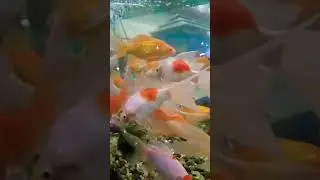 Goldfish Angelfish Betta Koi Pleco Snail crap Fish Guppy Guppies Amazing Video #animal #fish #shorts