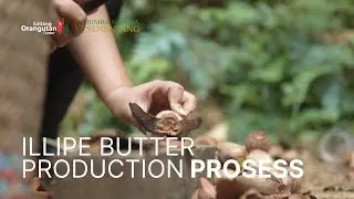 HIMBA NATURA SENENTANG (HNS) - ILLIPE BUTTER PRODUCTION PROSESS!