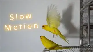 Kakariki - Slow Motion Fly & Jump