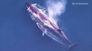 С какой скоростью способен двигаться Сейвал (Sei whale) — Balaenoptera borealis Lesson, 1828 ?