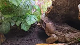 GIANT Cane Toad Eats RAT