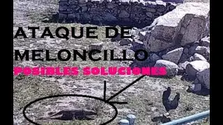 ATAQUE DE MELONCILLO EN EL GALLINERO