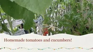 GARDEN ON THE BALCONY: TOMATOES AND CUCUMBERS