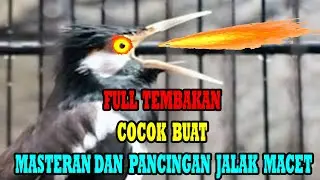 JALAK SUREN GACOR FULL ISIAN KASAR COCOK BUAT MASTERAN MURAI BATU DAN PANCINGAN JALAK MACET