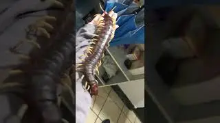 Африка. Стрим Прометей/Север