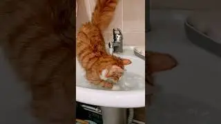 Кошечка играет в водичке #СимпаПимпа