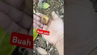 buah pala vs biji pala