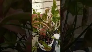 😞Очередной день борьбы с мучнистым червецом🤬