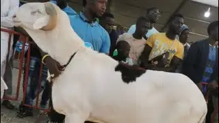 SEN ÉMISSION FIMA JAAR INVITÉ BERG WANE FAMILLY KHIDMATOUL KHADIM