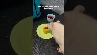 I Made My Pet Rat A Cake!