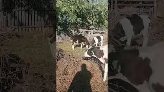 Купил бычка голштинской породы