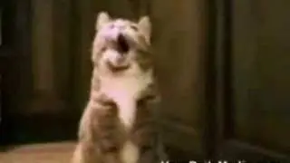 Cat Speaking