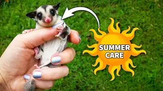 Summer Care for Sugar Glider | How to Take Care Of Your Honey Glider In Summer!