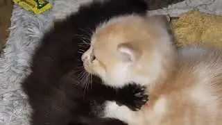 Gada Mainan Main Branteman Ajah. #catlover #kucing #sayangikucing #cats