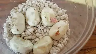 Baby Corn Snakes Hatching