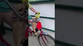 Собака барабака велосипедист