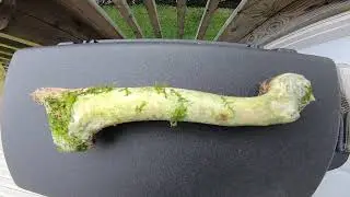 Is that a femur?
