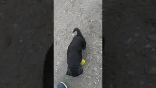 щенок немецкой овчарки