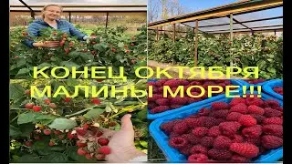 DROWNED IN RASPBERRY CROP!!! HONEST REVIEW OF REMONTANT VARIETIES AND WHAT TO EXPECT FROM THEM