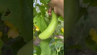 Our FIRST Cucumber Harvest! #shorts #farmfresh #harvest