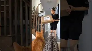 When your cats got a surprise package 📦 watch till the end for the biggest surprise!!