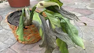СПАТИФИЛЛУМ.  ЧТО  ТО ПОШЛО НЕ ТАК!