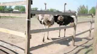 на страусиной ферме