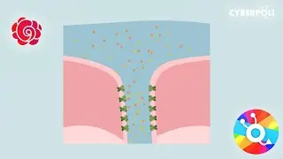 Wat doet Cystic Fibrosis (CF) in de zweetklieren?