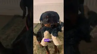 Easy Tutorial! Teach ANY dog to put toys away!! Life hack!!! #dogtraining #puppytraining