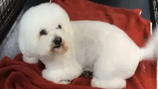 Silly Puppies # 2 - Funny Puppies Compilation 2016