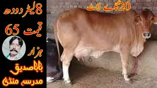 20 cow for sale madrsha mandi baba saddiq ue rabta 03041311712 03085686947 65/65 sale on youtube 📷📲☎