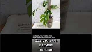 14.07.24 #Растения почтой🌿Липецк🌿Монстера🌸Рафидофора🌿Сансевиерия🌸Филодендроны🌿Сингониумы🌿Аглаонема