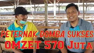 PETERNAK DOMBA SUKSES OMZET 570 JUTA