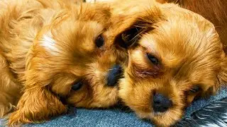 Puppies from birth to adult - Part 1 - Just born
