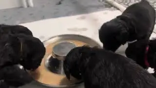 Mini-Aussiedoodles started on puppy mush!