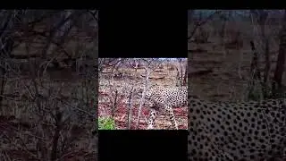 CHEETAH ON THE PROWL! Kruger National Park, South Africa