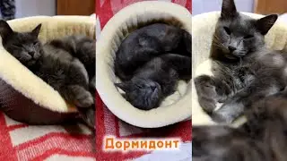 Дормидонт