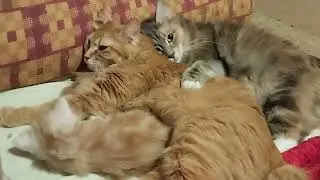 Вместе детей воспитываем и вместе спим)